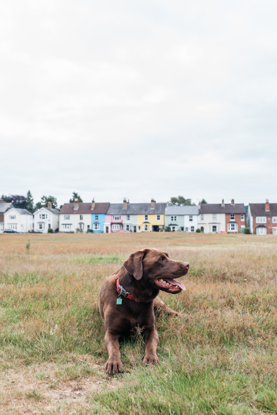 Brown dog lying in a field