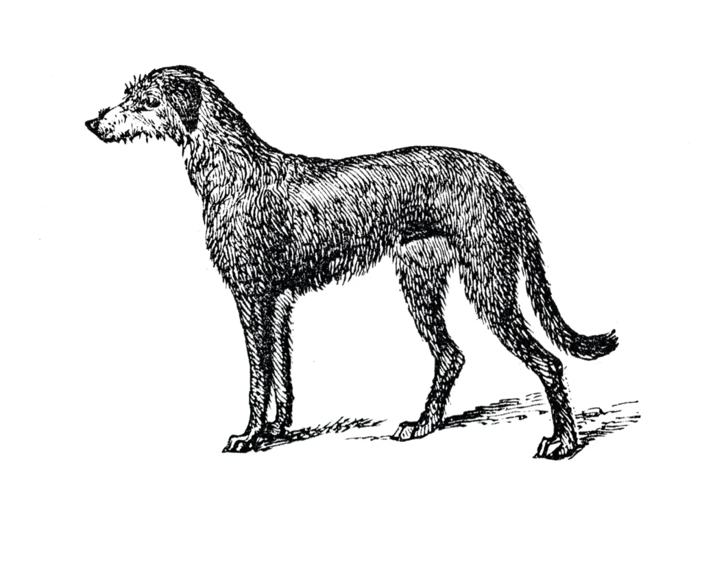 Hound Illustration